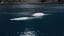 Two Beluga Whales Take First Open Water Swim After Being Rescued From Performing As Show Animals
