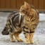 How Much is a Male Calico Cat Worth? Why are Male Calico Cats so Rare?