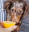 This dog's reaction to tasting lemon