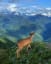 Deer overlooking beautiful mountains