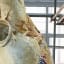 How Scientists Preserved a 440-Pound Blue Whale Heart