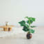 Modern Boho Dollhouse Miniature Potted Floor Plant