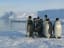 Satellites Spy Poop-Stained Ice, Revealing New Emperor Penguin Colonies