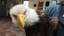 Oregon state troopers help save injured American Bald eagle