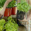 Where to Buy Fresh Herbs Online