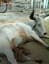 Cow saves puppies with milk and love after their mother died in a car crash.