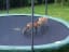For those who haven't seen it yet - Foxes Jumping on my Trampoline