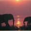 Elephants in Lake at Sunset