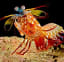 Camera Mimics Mantis Shrimp's Astounding Vision