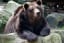 Ask a Bear: Why Are Bears So Lazy?