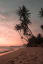 Palm trees at beach, Sri lanka