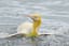 Wildlife photographer captures never before seen yellow penguin!