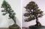 Stolen bonsai trees mysteriously returned to Washington museum