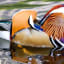 An Open Letter to the Central Park Mandarin Duck