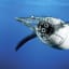 These robots fly and swim just like animals