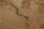 'Extinct' highly venomous sea snake rediscovered in ocean's twilight zone