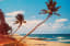whispering-palms-on-the-florida-coast_11331684885_o