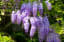 How To Grow Wisteria Without Overtaking Your Yard