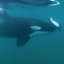In Rare Video, Young Orcas Learn to Hunt Sea Turtles