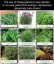 Pin by Mia Burke on HERBS & PLANTS | Mosquito repelling plants, Plants, Backyard garden