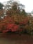 Westonbirt Arboretum - Autumn Colours at the National Arboretum