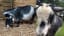 Hampshire Police launch appeal to find stolen goats - including one that might be pregnant