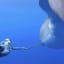 Ocean Ramsey Encounters GIANT 20ft Long 8ft Wide Great White Shark