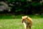 An Ezo Fox (Vulpes vulpes schrencki) enjoying a sunny day