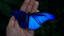 The bluest blue aka Morpho rhetenor (butterfly)