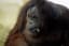Tapanuli Orangutans: Rarest Great Ape on Earth Might Be Heading to Extinction Soon