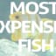 Worlds Top 10 Most Expensive Fish You Never Like To Ignore