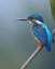 Well balanced life of a Kingfisher : Reposting after correcting