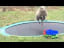 Sheep discovers how to use a trampoline