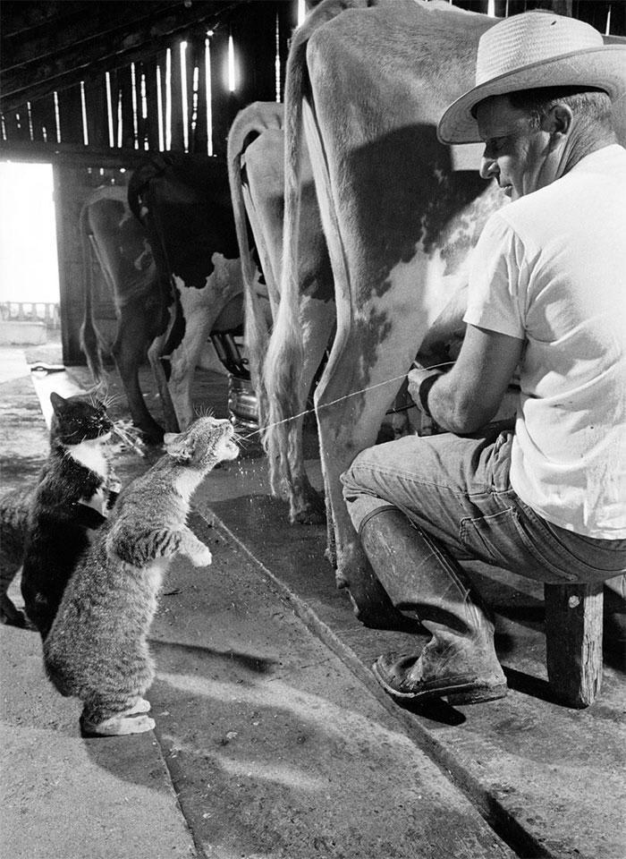 Cats in their line to drink milk, California 1954