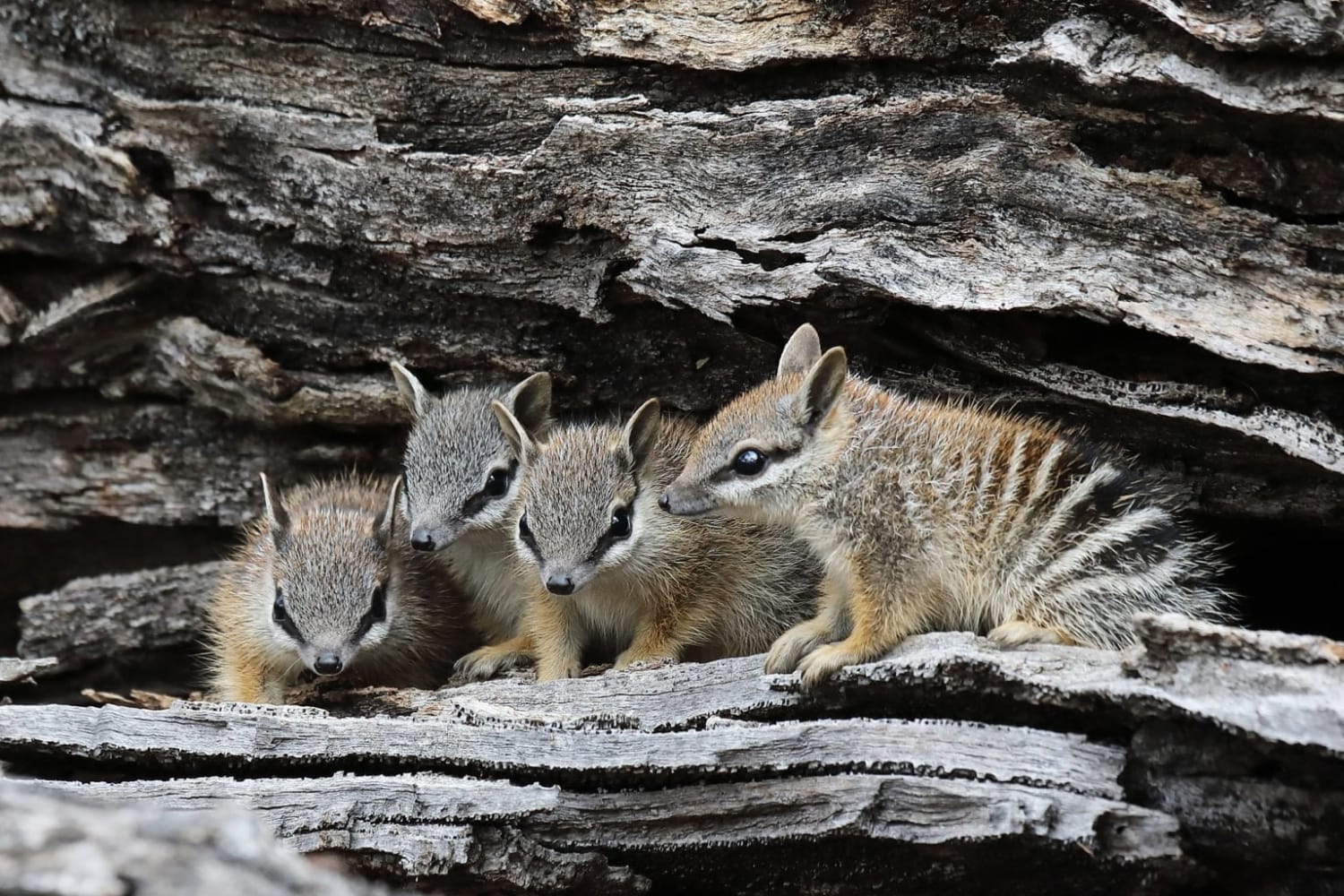 The Numbat aka the banded anteater, is a small pouchless insect-eating marsupial native to Australia. It grows to about 29.5-50 cm including its bushy tail. Numbat has a long sticky tongue that allows it to pick up termites, which is its primary diet. An adult numbat needs up to 20K termites daily.