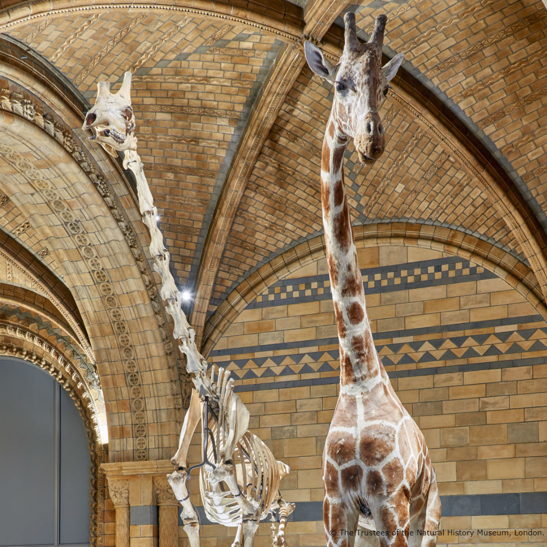 These two are putting their best hooves forward 🦒 From hoof to horn the taxidermy giraffe specimen in Hintze Hall is 4.35 metres tall, and stands alongside a giraffe skeleton, providing a life-sized comparison study of the animals' anatomy. 1/3