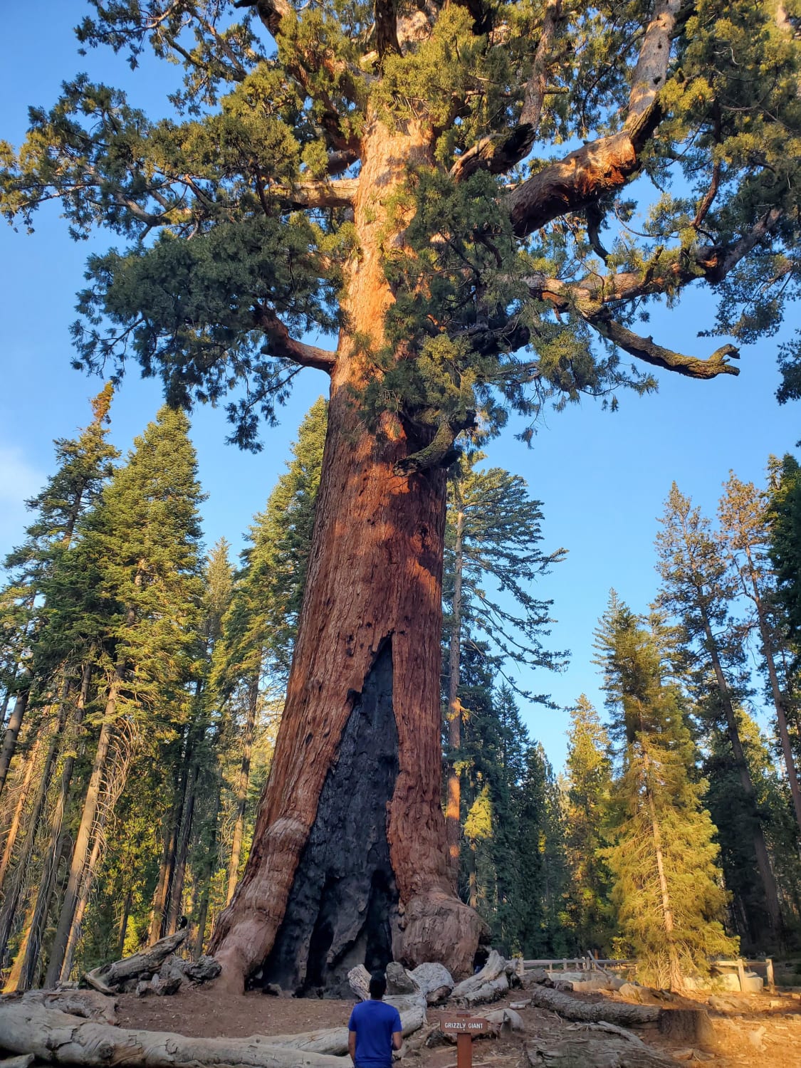 The grizzly giant sequoia tree that is more than 2000 years old still standing strong in Yosemite