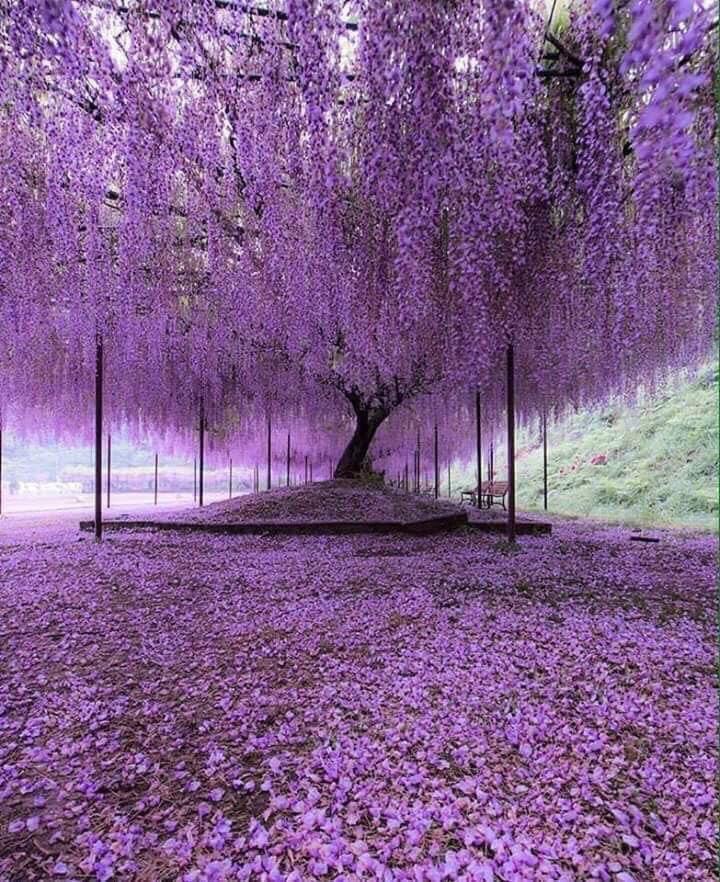 A 200 year old Wisteria tree in Japan