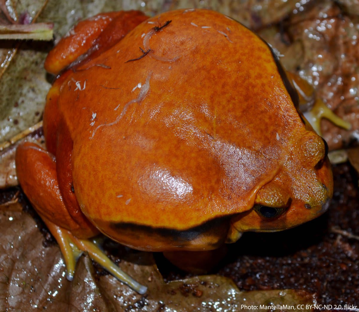 Summer is tomato season–& we’ve got a “tomato” for you to enjoy! Meet the Sambava tomato frog. Its bright coloring warns others about its toxicity; when threatened, it secretes a milky toxic substance to ward off foes. It lives in Madagascar where it munches insects & worms.🍅🐸