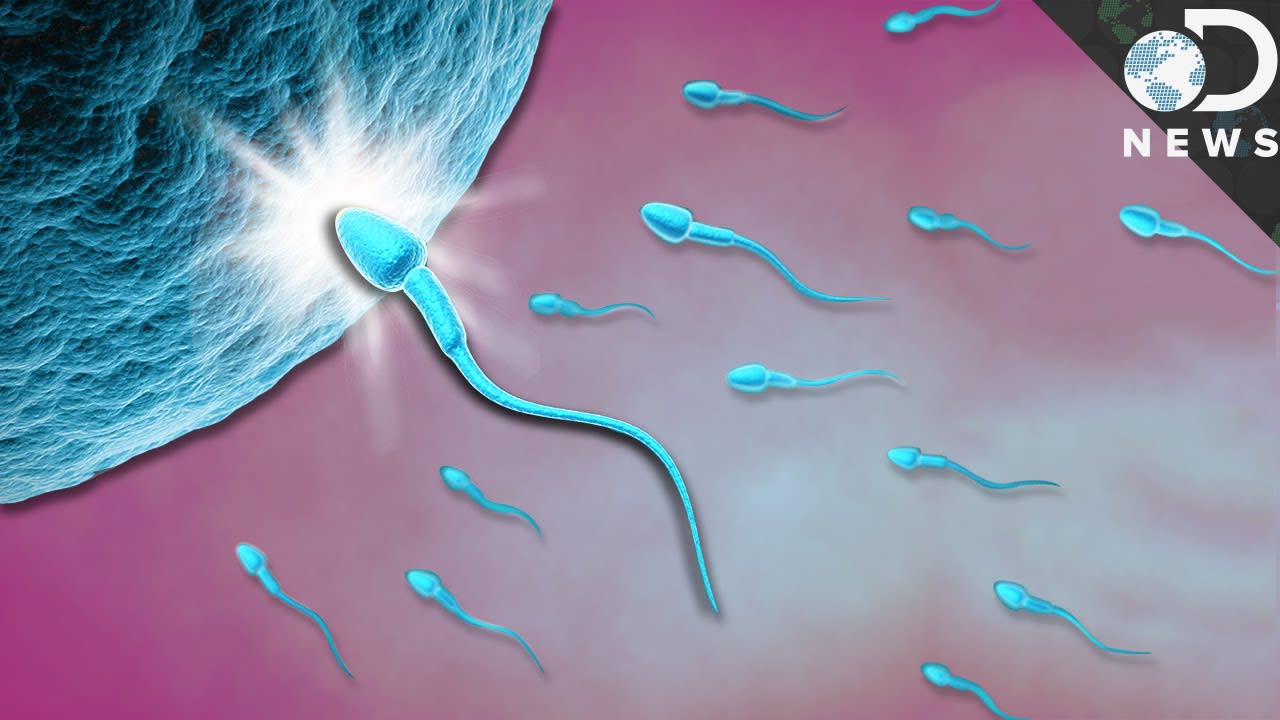 What Exactly Happens When Sperm Meets Egg?