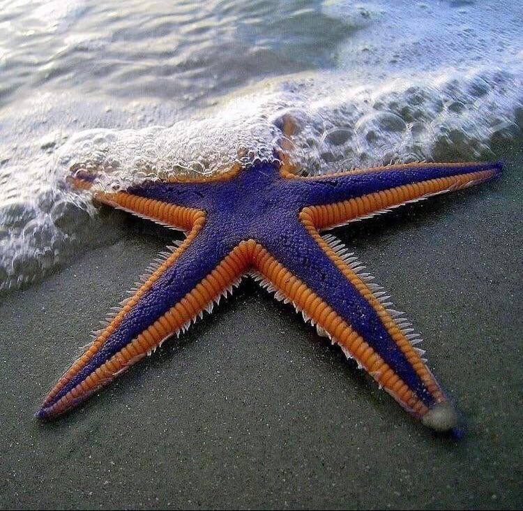 Beautifully Colored Starfish