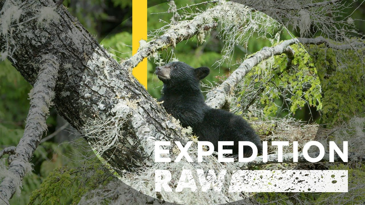 Adorable Bear Cubs Crash Campsite | Expedition Raw