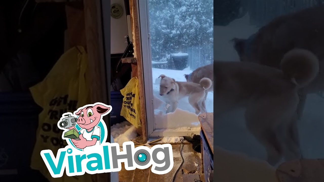 Dog Digs His Way Through Cat Door || ViralHog
