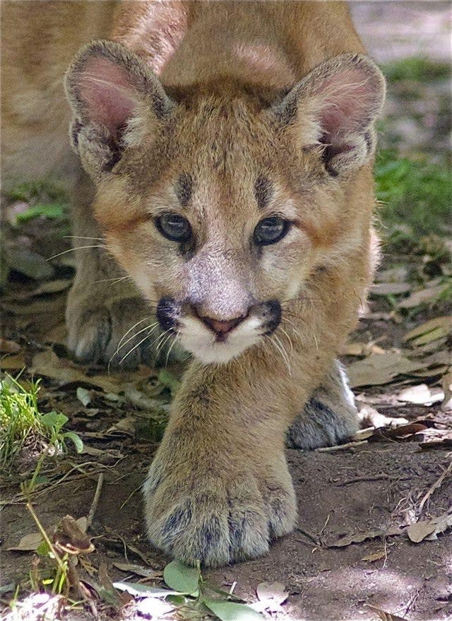 Huge mittens on mountain lion kitten