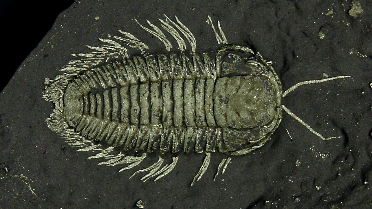 Welcome to #TrilobiteTuesday! Pictured is an Ordovician-age Triarthrus specimen from upstate New York’s Lorraine Shale. Specimens like this one have been studied for over a century and are notable for their soft tissue preservation.