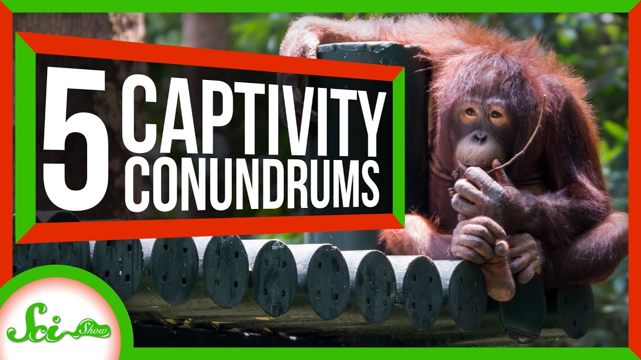 Curious Orangutans and 4 Other Animals a Bit Different in Captivity