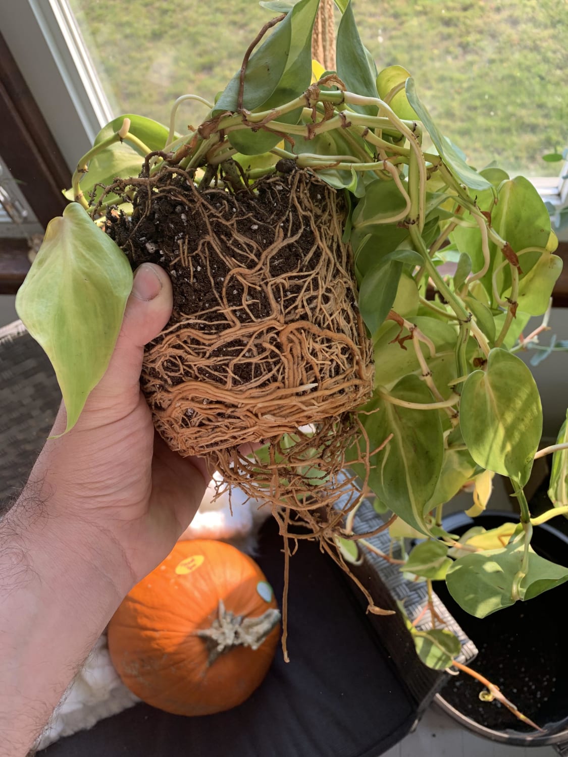 So I was wondering why my Brazil wasn’t as lush and happy as he once was... Reminder to check if your plants are super root bound!