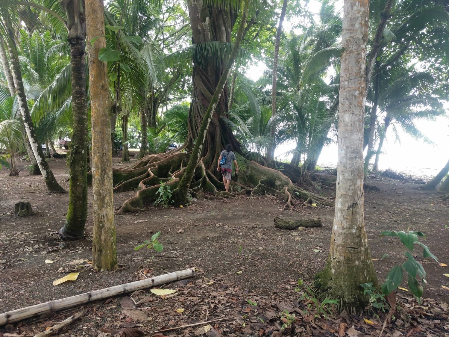 The root structure on this magical tree in Costa Rica. Person in photo is 6.5 ft (~2m)
