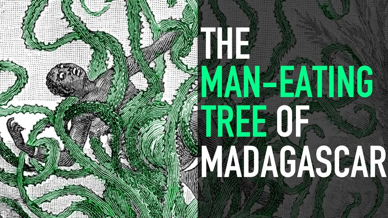 The Man-Eating Tree Of Madagascar