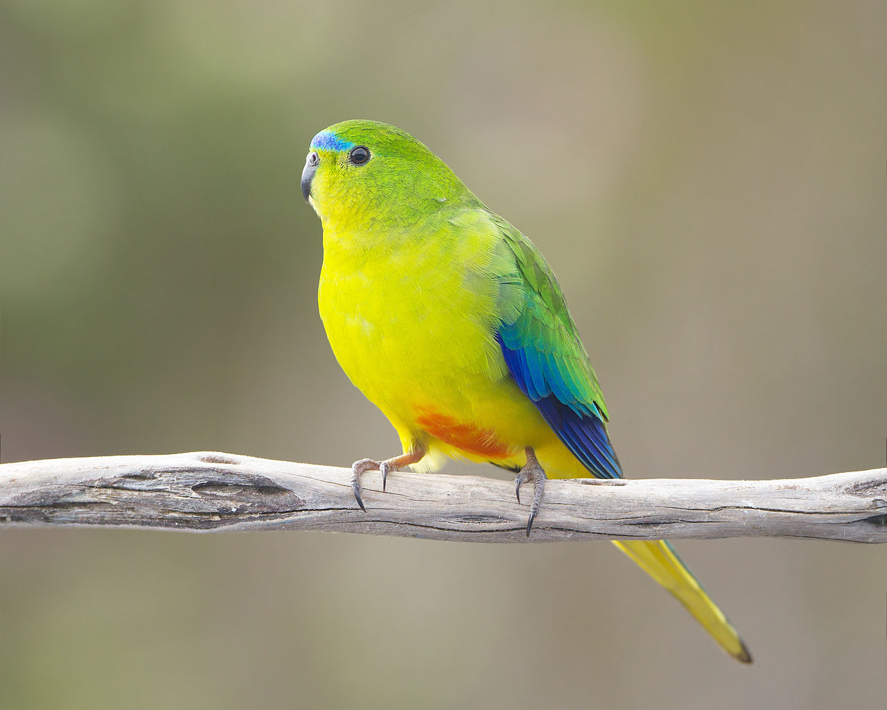 Meet the Orange-bellied Parrot! It’s an endangered bird that can be spotted in Tasmania & Australia. It prefers salt marsh habitats, where it forages for plants & seeds. Males tend to be brighter in color, with more distinct patches of orange & yellow. : JJ Harrison
